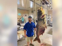 Wow! Ikan Emas Raksasa Ditemukan, Beratnya 56 Kilogram