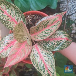 10 Tanaman Hias Aglaonema Cantik Wajib Koleksi, Sudah Punya?