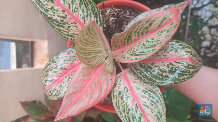 Tanaman Aglonema Red Legacy (CNBC Indonesia/Sefti Oktarianisa)
