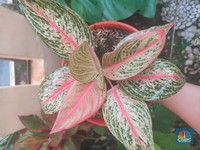 10 Tanaman Hias Aglaonema Cantik Wajib Koleksi, Sudah Punya?