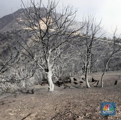 Kebakaran Hutan Dahsyat Terjang Aljazair, 42 Orang Tewas