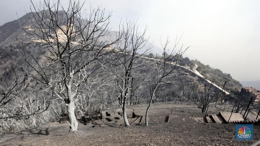 Kebakaran Hutan di Aljazair (AP Photo/Fateh Guidoum)