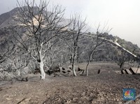 Kebakaran Hutan Dahsyat Terjang Aljazair, 42 Orang Tewas