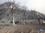 Kebakaran Hutan Dahsyat Terjang Aljazair, 42 Orang Tewas