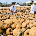 Kenali Tanaman Porang: Jenis, Manfaat, Harga, dan Budidaya