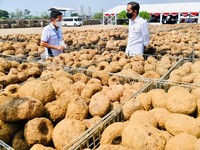 Kenali Tanaman Porang: Jenis, Manfaat, Harga, dan Budidaya