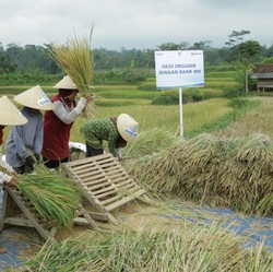 Ini Strategi BRI Dukung Pengembangan Ekosistem Padi