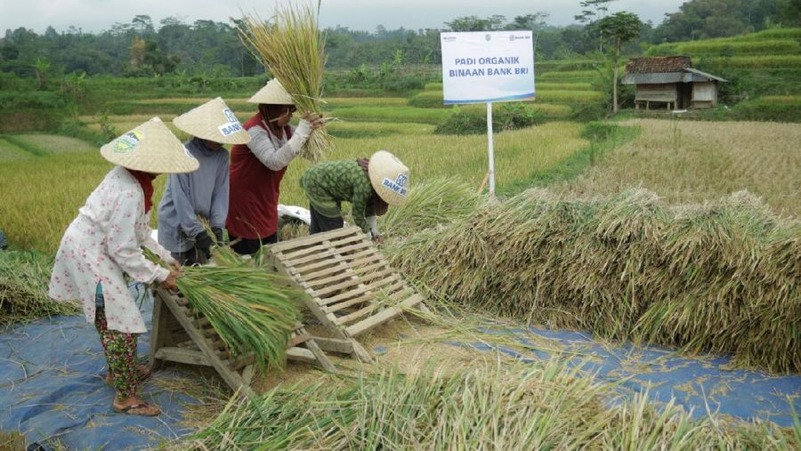 Dalam rangka mendukung ketahanan pangan dan memperingati Hari UMKM Nasional, PT Bank Rakyat Indonesia (Persero) Tbk atau BRI menggelar seminar secara daring bertajuk “Memperkuat Klaster Bisnis Padi Indonesia” pada Jumat (13/8).