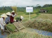 Melihat Cadangan Pangan dari Sudut Pandang Pertahanan