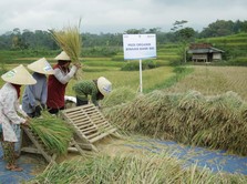 Melihat Cadangan Pangan dari Sudut Pandang Pertahanan