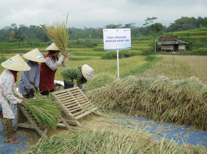 Melihat Cadangan Pangan dari Sudut Pandang Pertahanan
