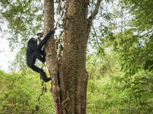 Apa Itu Habitat? Ini Pengertian, Fungsi, Jenis, dan Pentingnya dalam Ekosistem
