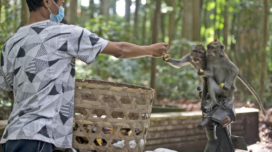 Monyet-monyet kelaparan di Bali. (AP/Firdia Lisnawati)