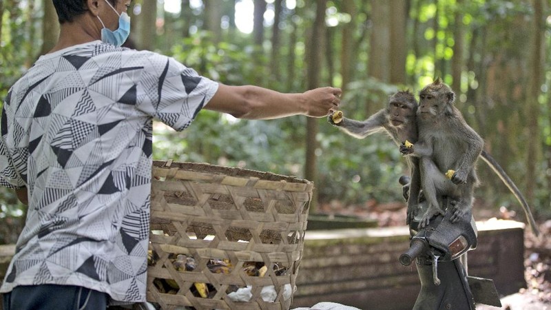 Monyet-monyet kelaparan di Bali. (AP/Firdia Lisnawati)