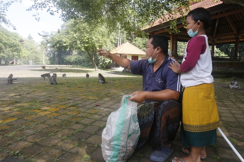 Monyet-monyet kelaparan di Bali. (AP/Firdia Lisnawati) Monyet-monyet kelaparan di Bali. (AP/Firdia Lisnawati)