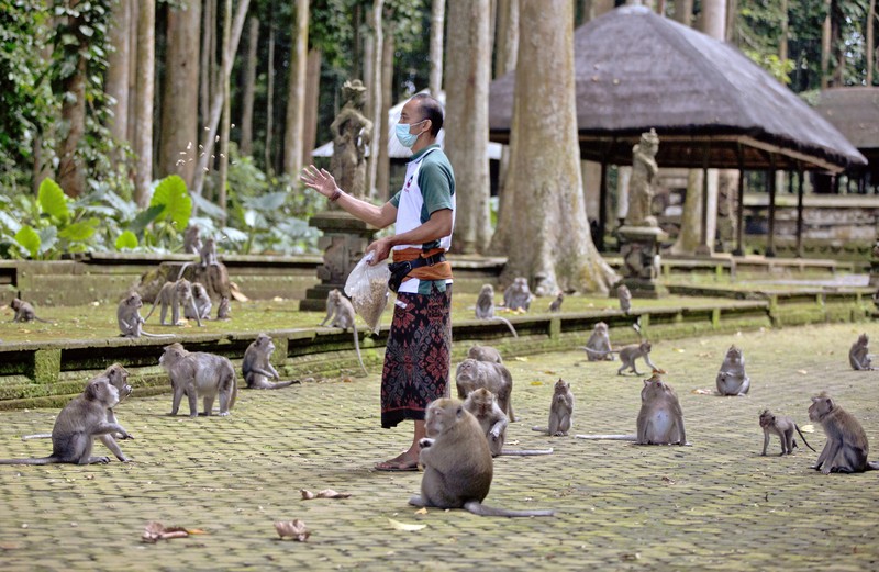 Monyet-monyet kelaparan di Bali. (AP/Firdia Lisnawati) Monyet-monyet kelaparan di Bali. (AP/Firdia Lisnawati)