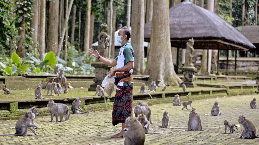 Monyet-monyet kelaparan di Bali. (AP/Firdia Lisnawati)