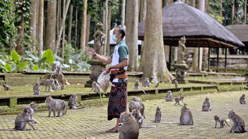 Monyet-monyet kelaparan di Bali. (AP/Firdia Lisnawati)