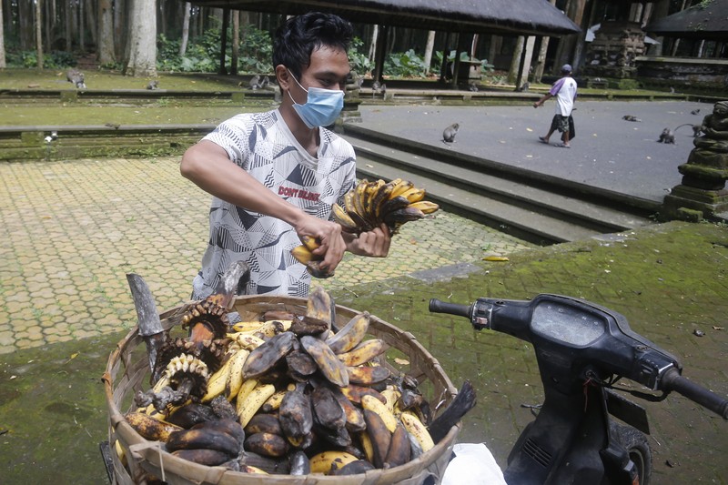 Monyet-monyet kelaparan di Bali. (AP/Firdia Lisnawati) Monyet-monyet kelaparan di Bali. (AP/Firdia Lisnawati)
