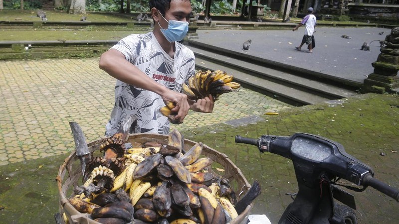Monyet-monyet kelaparan di Bali. (AP/Firdia Lisnawati)