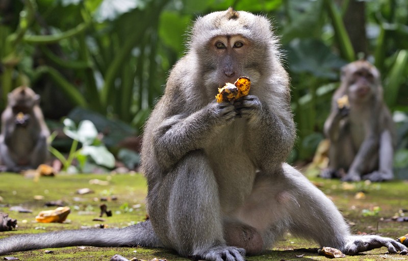 Monyet-monyet kelaparan di Bali. (AP/Firdia Lisnawati) Monyet-monyet kelaparan di Bali. (AP/Firdia Lisnawati)