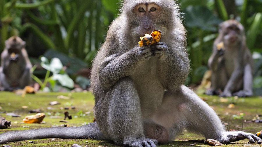 Monyet-monyet kelaparan di Bali. (AP/Firdia Lisnawati)