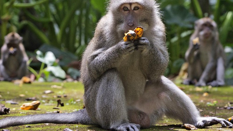 Monyet-monyet kelaparan di Bali. (AP/Firdia Lisnawati)