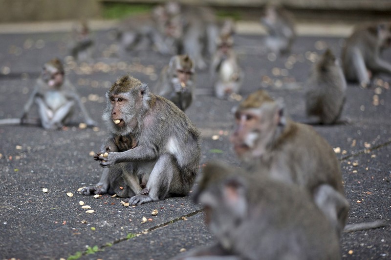 Monyet-monyet kelaparan di Bali. (AP/Firdia Lisnawati) Monyet-monyet kelaparan di Bali. (AP/Firdia Lisnawati)