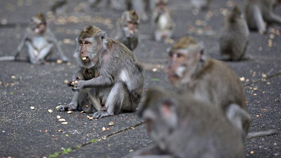 Monyet-monyet kelaparan di Bali. (AP/Firdia Lisnawati)