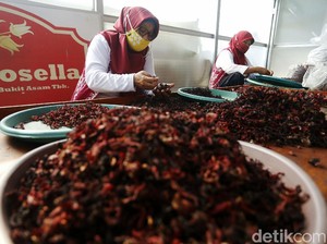 Minum Teh Rosella Setiap Hari? Ini 10 Manfaatnya untuk Kesehatan