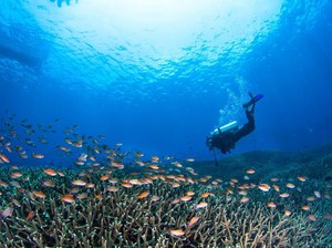 Dua Turis Rusia Meninggal Saat Diving, Terseret Arus dan Digigit Hiu