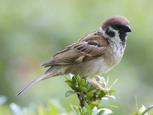 Asal-usul Nama Burung Gereja, Berkaitan dengan Masa Kolonial Belanda