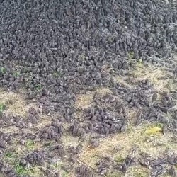 Terungkap, Penyebab Kematian Burung Pipit Massal di Bali