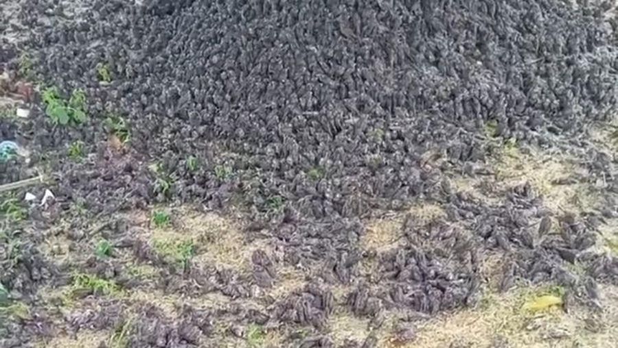 Ribuan burung pipit jatuh berhamburan ke tanah viral di media sosial, Kamis (9/9/2021). (Tangkapan layar Instagram @balibroadcast)