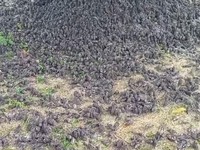 Geger Ribuan Burung Pipit Mati di Bali, Apa yang Terjadi?
