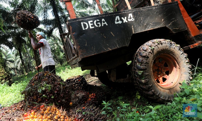Pekerja mengangkut kelapa sawit kedalam jip di Perkebunan sawit di kawasan Candali Bogor, Jawa Barat, Senin (13/9/2021). (CNBC Indonesia/Andrean Kristianto) Pekerja mengangkut kelapa sawit kedalam jip di Perkebunan sawit di kawasan Candali Bogor, Jawa Barat, Senin (13/9/2021). (CNBC Indonesia/Andrean Kristianto)