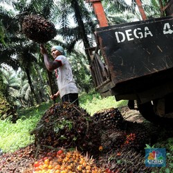 Harga CPO Menguat 1%, Semoga Gak Longsor Lagi