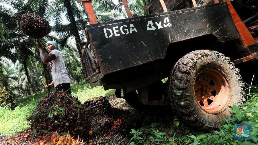 Pekerja mengangkut kelapa sawit kedalam jip di Perkebunan sawit di kawasan Candali Bogor, Jawa Barat, Senin (13/9/2021). (CNBC Indonesia/Andrean Kristianto)