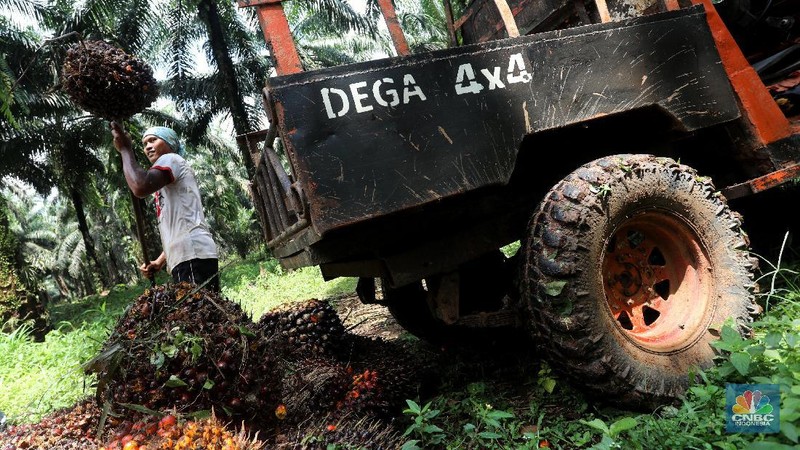 Pekerja mengangkut kelapa sawit kedalam jip di Perkebunan sawit di kawasan Candali Bogor, Jawa Barat, Senin (13/9/2021). (CNBC Indonesia/Andrean Kristianto)