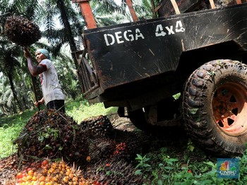 Setelah Naik Dua Hari Beruntun, Harga CPO Turun Tipis Saja
