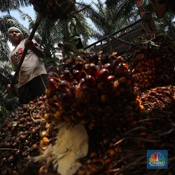 Capek Nanjak 4 Hari, Harga CPO Langsung Turun Jadi Segini