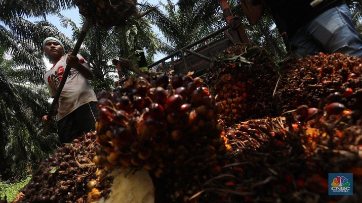 Pekerja mengangkut kelapa sawit kedalam jip di Perkebunan sawit di kawasan Candali Bogor, Jawa Barat, Senin (13/9/2021). (CNBC Indonesia/Andrean Kristianto) Pekerja mengangkut kelapa sawit kedalam jip di Perkebunan sawit di kawasan Candali Bogor, Jawa Barat, Senin (13/9/2021). (CNBC Indonesia/Andrean Kristianto)