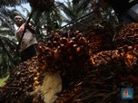 Jokowi Effect: Harga Sawit Rekor Tertinggi Sepanjang Masa!