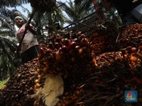 Jokowi Effect: Harga Sawit Rekor Tertinggi Sepanjang Masa!