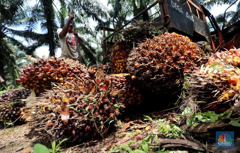 Pekerja mengangkut kelapa sawit kedalam jip di Perkebunan sawit di kawasan Candali Bogor, Jawa Barat, Senin (13/9/2021). (CNBC Indonesia/Andrean Kristianto)