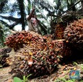 Harga Sawit Longsor, Malaysia Jadi Biang Kerok?