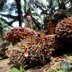 Harga Sawit Longsor, Malaysia Jadi Biang Kerok?