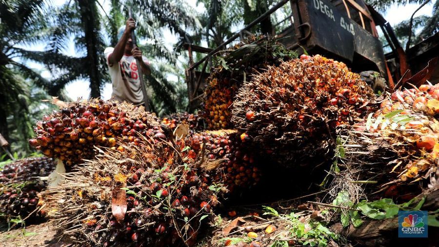 Pekerja mengangkut kelapa sawit kedalam jip di Perkebunan sawit di kawasan Candali Bogor, Jawa Barat, Senin (13/9/2021). (վ/Andrean Kristianto)