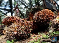 Harga CPO Masih Suram, Bos Sawit Kencengin Lagi Doanya Ya!