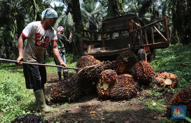 Pekerja mengangkut kelapa sawit kedalam jip di Perkebunan sawit di kawasan Candali Bogor, Jawa Barat, Senin (13/9/2021). (CNBC Indonesia/Andrean Kristianto) Pekerja mengangkut kelapa sawit kedalam jip di Perkebunan sawit di kawasan Candali Bogor, Jawa Barat, Senin (13/9/2021). (CNBC Indonesia/Andrean Kristianto)